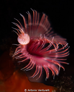 Serpula vermicularis_September 2025
(CanonRF100,1/200,f7... by Antonio Venturelli 